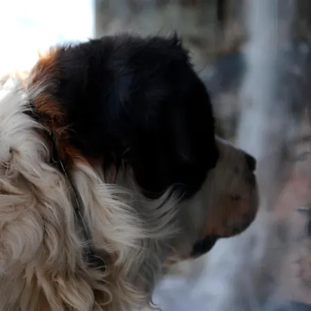 Re Delle Alpi & Spa, 4 Stelle Superior 4*